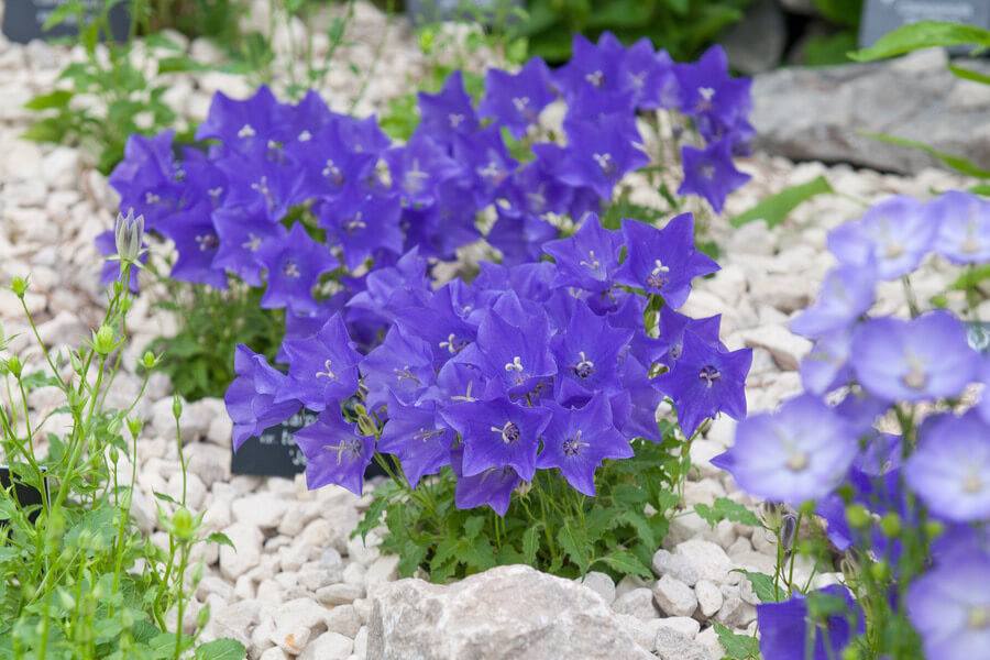 Campanula carpatica var. turbinata 'Jewel' (Carpathian Bellflower)